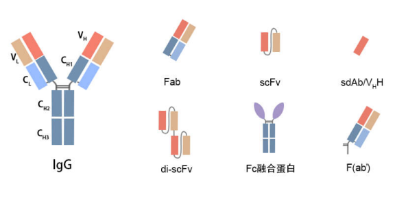 scFv/Fab抗體片段表達(dá)